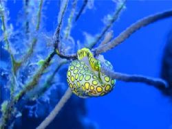 Cozumel november SONY P10 by Yannick Abel-coindoz 